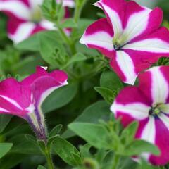 Petúnie 'Sweetunia Purple Star' - Petunia hybrida 'Sweetunia Purple Star'