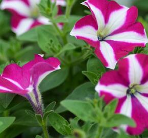 Petúnie 'Sweetunia Purple Star' - Petunia hybrida 'Sweetunia Purple Star'