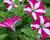 Petúnie 'Sweetunia Purple Star'