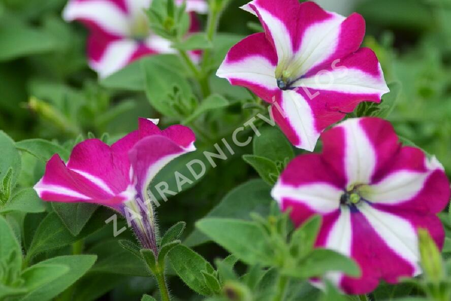 Petúnie 'Sweetunia Purple Star' - Petunia hybrida 'Sweetunia Purple Star'