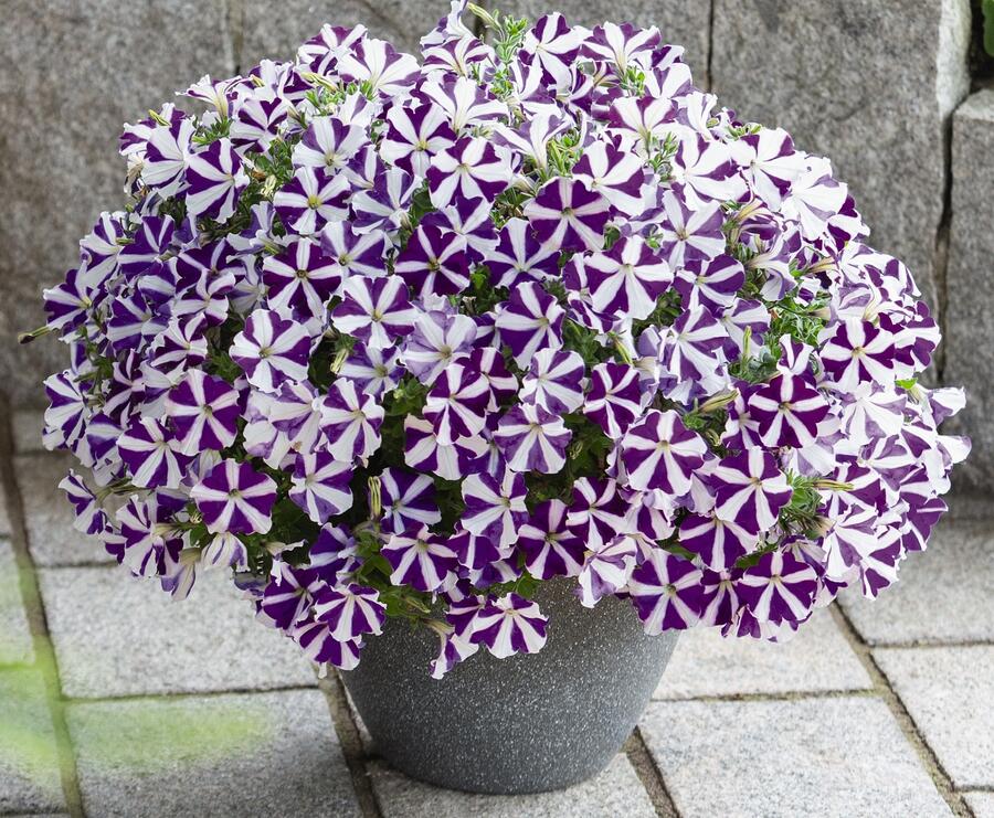 Petúnie 'Surprise Blue Star' - Petunia hybrida 'Surprise Blue Star'