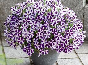 Petúnie 'Surprise Blue Star' - Petunia hybrida 'Surprise Blue Star'