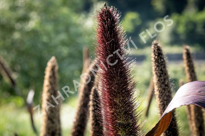 Dochan klasnatý 'Purple Baron' - Pennisetum glaucum 'Purple Baron'