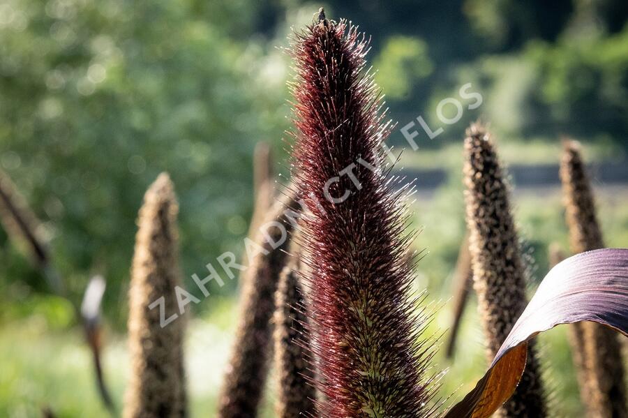 Dochan klasnatý 'Purple Baron' - Pennisetum glaucum 'Purple Baron'
