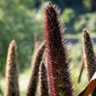 Dochan klasnatý 'Purple Baron' - Pennisetum glaucum 'Purple Baron'
