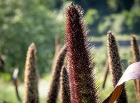 Dochan klasnatý 'Purple Baron' - Pennisetum glaucum 'Purple Baron'