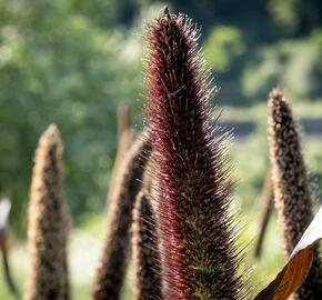 Dochan klasnatý 'Purple Baron' - Pennisetum glaucum 'Purple Baron'