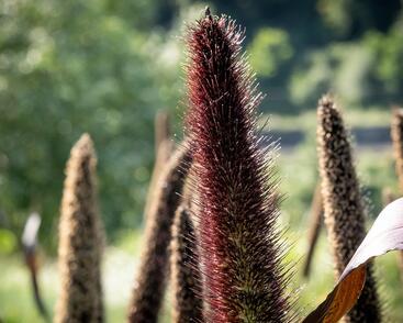 Dochan klasnatý 'Purple Baron'