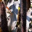 Dochan klasnatý 'Purple Baron' - Pennisetum glaucum 'Purple Baron'