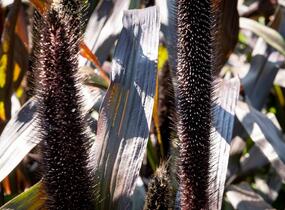 Dochan klasnatý 'Purple Baron' - Pennisetum glaucum 'Purple Baron'