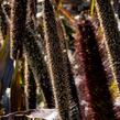 Dochan klasnatý 'Purple Baron' - Pennisetum glaucum 'Purple Baron'