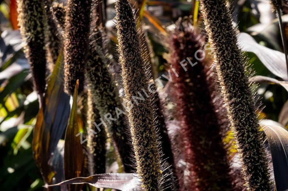Dochan klasnatý 'Purple Baron' - Pennisetum glaucum 'Purple Baron'