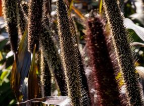 Dochan klasnatý 'Purple Baron' - Pennisetum glaucum 'Purple Baron'