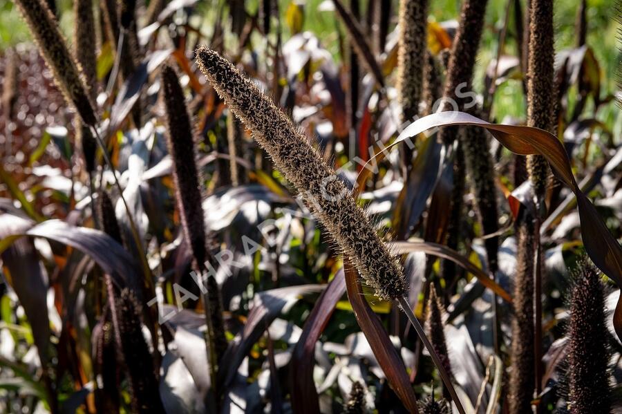 Dochan klasnatý 'Purple Baron' - Pennisetum glaucum 'Purple Baron'