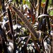 Dochan klasnatý 'Purple Baron' - Pennisetum glaucum 'Purple Baron'