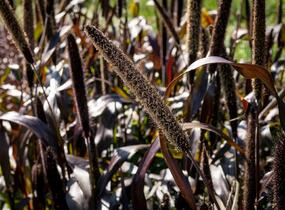 Dochan klasnatý 'Purple Baron' - Pennisetum glaucum 'Purple Baron'