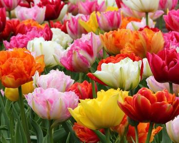 Tulipán plnokvětý mix