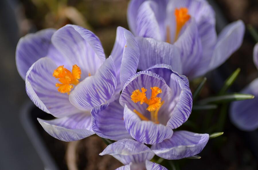 Krokus, šafrán 'Pickwick' - Crocus 'Pickwick'