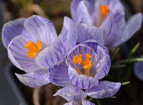 Krokus, šafrán 'Pickwick' - Crocus 'Pickwick'