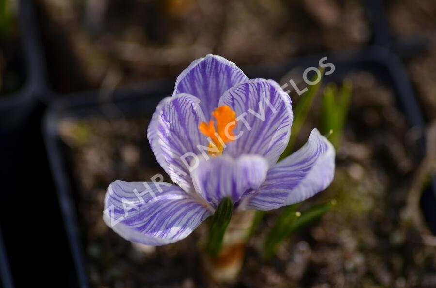 Krokus, šafrán 'Pickwick' - Crocus 'Pickwick'