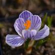 Krokus, šafrán 'Pickwick' - Crocus 'Pickwick'