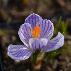 Krokus, šafrán 'Pickwick' - Crocus 'Pickwick'