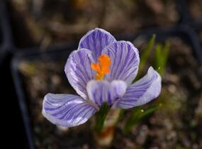 Krokus, šafrán 'Pickwick' - Crocus 'Pickwick'