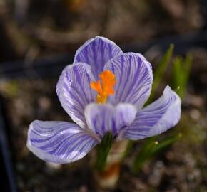 Krokus, šafrán 'Pickwick' - Crocus 'Pickwick'