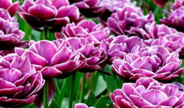 Tulipán plnokvětý pozdní 'Dream Touch'® - Tulipa Double Late 'Dream Touch'®
