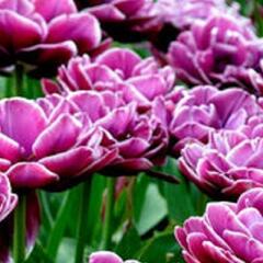 Tulipán plnokvětý pozdní 'Dream Touch'® - Tulipa Double Late 'Dream Touch'®