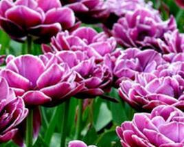 Tulipán plnokvětý pozdní 'Dream Touch'®