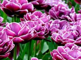 Tulipán plnokvětý pozdní 'Dream Touch'® - Tulipa Double Late 'Dream Touch'®