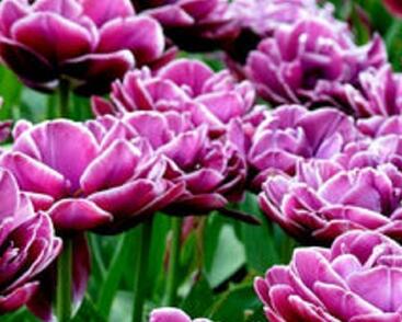 Tulipán plnokvětý pozdní 'Dream Touch'®