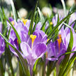 Krokus, šafrán 'Grand Maitre' - Crocus 'Grand Maitre'