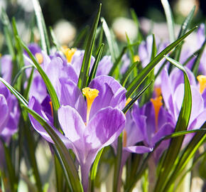 Krokus, šafrán 'Grand Maitre' - Crocus 'Grand Maitre'