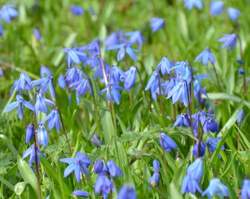 Ladoňka sibiřská 'Spring Beauty' - Scilla siberica 'Spring Beauty'