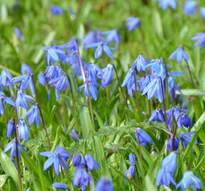 Ladoňka sibiřská 'Spring Beauty'