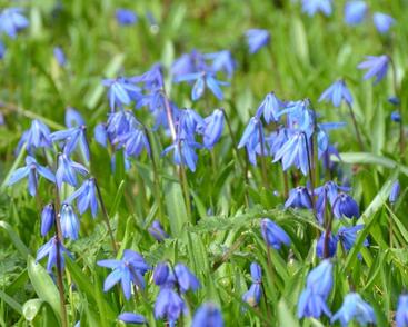 Ladoňka sibiřská 'Spring Beauty'