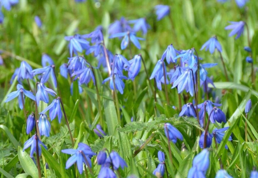 Ladoňka sibiřská 'Spring Beauty' - Scilla siberica 'Spring Beauty'