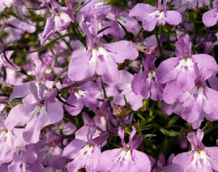 Lobelka převislá 'Sun Tropics Lavender' - Lobelia richardii 'Sun Tropics Lavender'