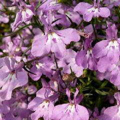 Lobelka převislá 'Sun Tropics Lavender' - Lobelia richardii 'Sun Tropics Lavender'