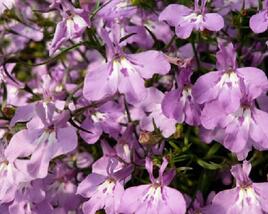 Lobelka převislá 'Sun Tropics Lavender'