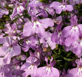 Lobelka převislá 'Sun Tropics Lavender' - Lobelia richardii 'Sun Tropics Lavender'