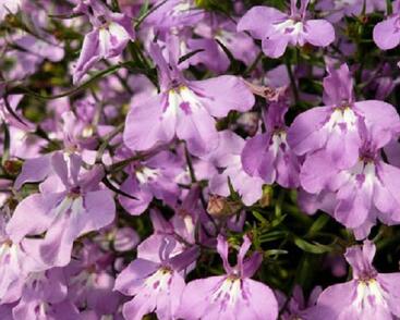 Lobelka převislá 'Sun Tropics Lavender'