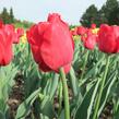 Tulipán 'Ile de France' - Tulipa 'Ile de France'