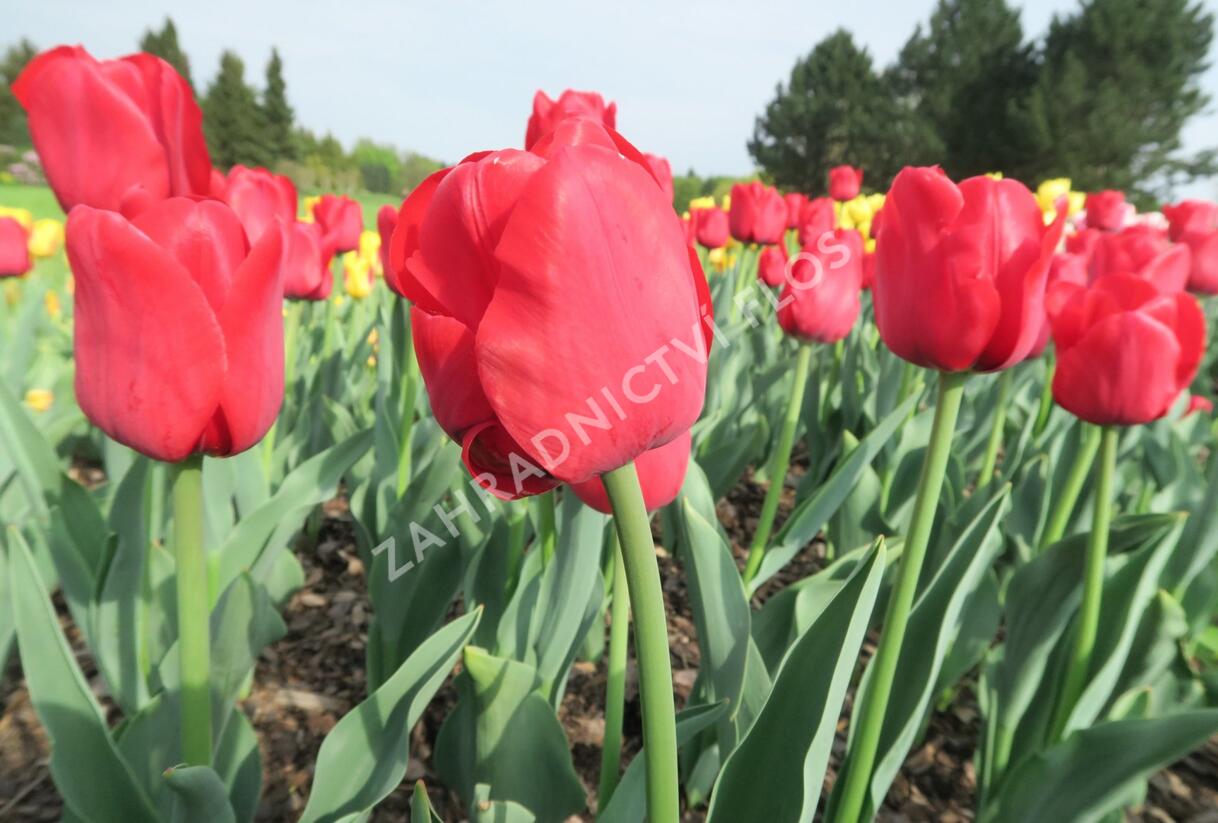 Tulipán Triumph 'Ile de France' - Tulipa Triumph 'Ile de France'