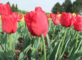Tulipán Triumph 'Ile de France' - Tulipa Triumph 'Ile de France'