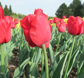 Tulipán 'Ile de France' - Tulipa 'Ile de France'