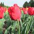 tulipan-ile-de-france.jpg