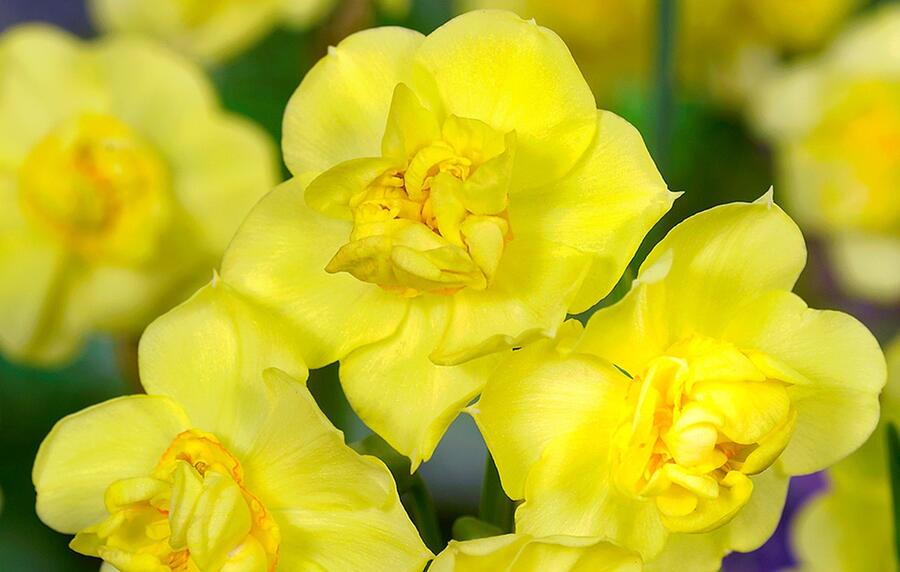 Narcis 'Yellow Cheerfulness' - Narcissus 'Yellow Cheerfulness'